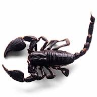 Black Scorpion