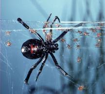 Black Widow spider