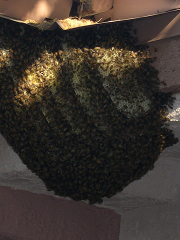 2 Lots of bees.jpg