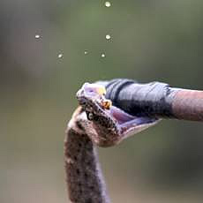 Crotalus atrox - Western Diamondback