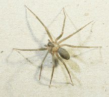 Brown Recluse spider