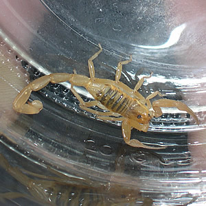 Scorpion in a jar