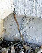 Termite tubes