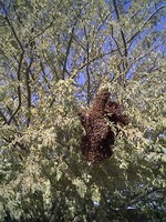 Bee swarm resting in tree. Near 75th Ave. & Greenway Rd.