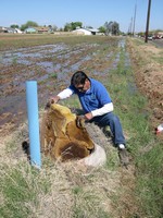 About half the honeycomb fell into the sewer manhole.