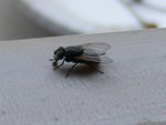 House Fly