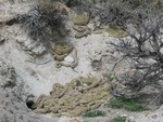 They were found by this den around Oracle, Arizona.