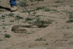... with the rattlesnakes, too.