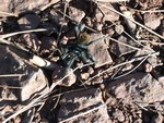 This tarantula was found up by Flagstaff, Arizona. He didn't like us taking his picture ...