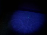 Scorpion on the floor under black light.