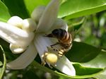 Bee foraging.