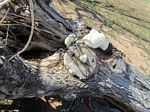 A bee hive in a dead tree