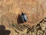 Blue Beetle Gibbifer Californicus