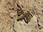 Butterfly with               spots