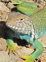 Collard lizard