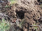 Gopher hole