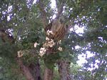 A Large bee hive in tree Avondale, Arizon