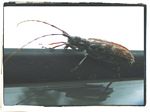 Sawyer beetle